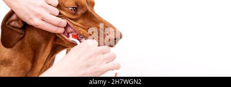 Femme utilisant une brosse à dents pour clamer les dents des chiens.Élimination de la plaque dentaire, concept de dents de chien saines.Hygiène dentaire canine. Banque D'Images