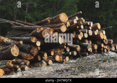 Nettoyage, abattage, récolte de bois.les billes d'arbres à la lisière de la forêt sont empilées.Photo horizontale. Banque D'Images