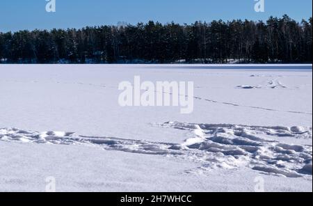 Empreintes de pieds dans la neige d'un lac glacé par une belle journée d'hiver.Lac forestier recouvert de neige près de la forêt de pins.Paysage magnifique. Banque D'Images