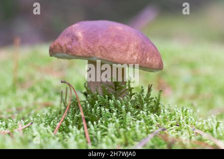 un champignon comestible qui pousse parmi la mousse au bord de la forêt Banque D'Images