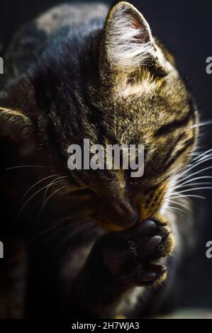 gros plan d'un jeune chat tabby gris léchant sa patte pour le nettoyer, se concentrer sur la patte Banque D'Images