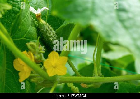 Un concombre vert est suspendu d'un fouet de concombre dans le jardin.Jardinage, récolte.Photo horizontale. Banque D'Images