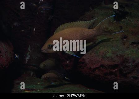 La princesse Cichlid, Neolamprologueus brichardi (également appelée Fairy Cichlid, LyRetail Cichlid ou Princesse du Burundi), avec sa frite Banque D'Images