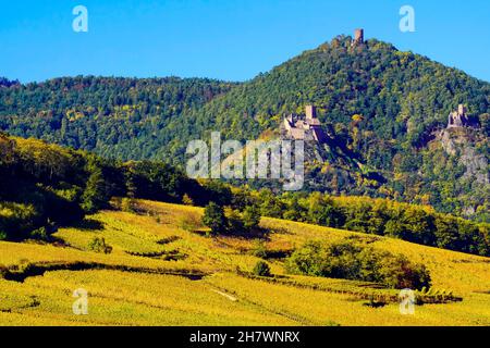 Couleurs d'automne dans les vignobles autour de Hunawihr village et Château de Giersberg, Château Saint-ulrich, Burg Haut-Ribeaupierre, Alsace, France. Banque D'Images