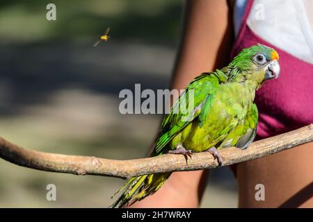 Parrot au-dessus d'une branche d'usine regardant la caméra.Ville de Cachoeira, Bahia, Brésil. Banque D'Images