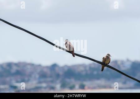 Deux oiseaux sur un fil électrique.Salvador Bahia Brésil. Banque D'Images