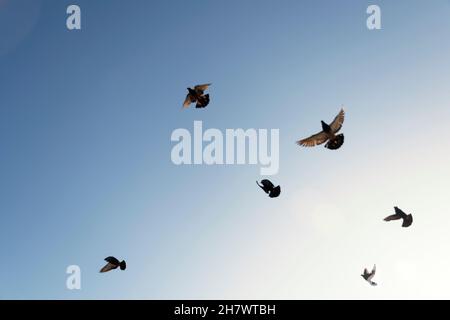 Vue de dessous des pigeons volant contre le ciel bleu de Farol da Barra à Salvador, Bahia, Brésil. Banque D'Images