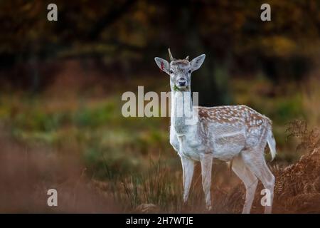 Le buck de cerf de Virginie (Dama dama) avec de petits bois debout dans le parc de cerfs de Richmond Park à Richmond upon Thames, Londres, de la fin de l'automne au début de l'hiver Banque D'Images