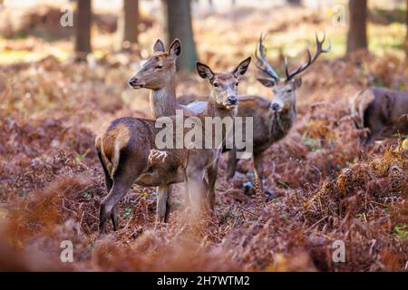 Red Deer (Cervus elaphus) se tient avec un cerf dans les bois, le parc de cerfs de Richmond Park à Richmond upon Thames, Londres, à la fin de l'automne / début de l'hiver Banque D'Images