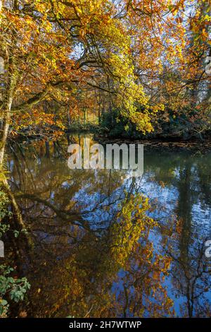 Arbres aux couleurs automnales se reflétant dans le lac à l'arboretum Winkworth, Godalming, Surrey, au sud-est de l'Angleterre au début de l'hiver Banque D'Images