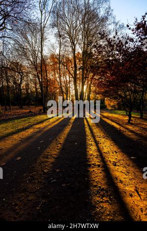 Le soleil couchant projette de longues ombres sur les arbres en fin d'après-midi, près de l'arboretum Winkworth, Godalming, Surrey, dans le sud-est de l'Angleterre, au début de l'hiver Banque D'Images