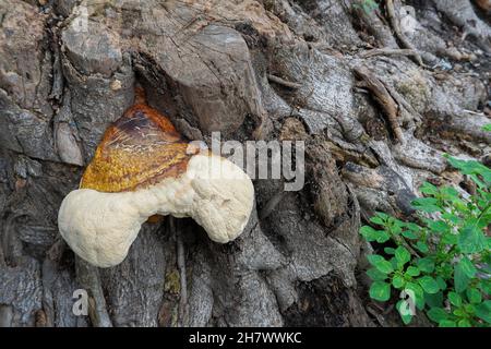 Champignon polyporeux, un champignon commun sur le vieux tronc d'arbre.Howrah, Bengale-Occidental, Inde. Banque D'Images