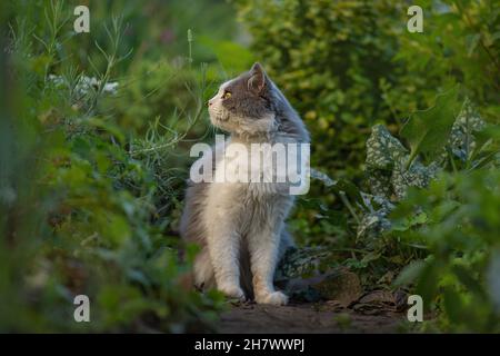 Chat dans un jardin coloré de printemps lors d'une belle journée de printemps. Chaton assis dans des fleurs. Cat se trouve dans le jardin de pelouse verte. Cat se trouve dans le jardin Banque D'Images