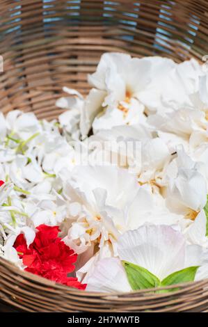 Fleurs de Sthalpadma, Hibiscus mutabilis, également connu sous le nom de rose confédérée, rosemallow de Dixie, rose de coton ou rosemallow de coton, décoré dans un seau, Banque D'Images