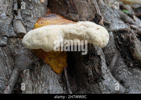 Grand champignon polyporeux, un champignon commun sur le vieux tronc d'arbre.Howrah, Bengale-Occidental, Inde. Banque D'Images