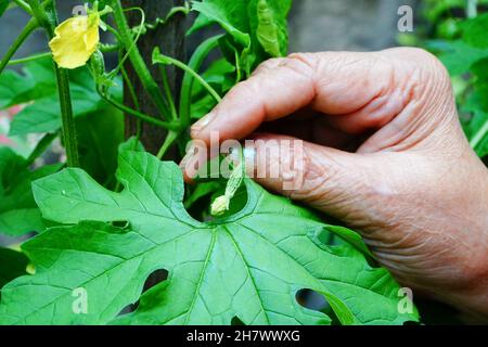 La corolle aka karela a un goût amer mais bon pour la santé.Femme âgée montrant un bourgeon de fleurs de Corolla dans son jardin.Howrah, Bengale-Occidental, Indi Banque D'Images