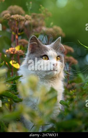 Chat à poils longs britannique s'amusant en plein air. Portrait de chat à cheveux courts mignon. Portrait d'adorable chaton gris. Banque D'Images