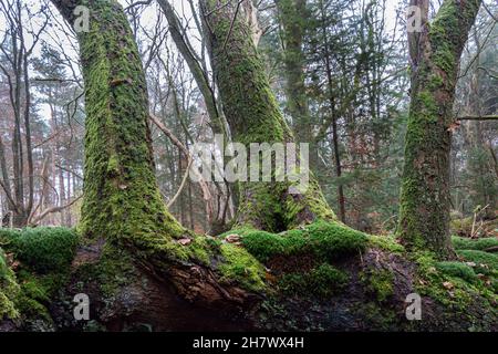 La forêt pluviale, créée par une tempête en 1972, après quoi les arbres ont été surcultivés avec de la mousse et des fougères, près du village d'Exloo dans la province Banque D'Images