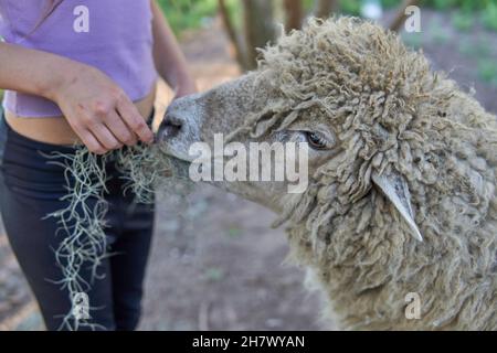 Petite fille qui nourrit de l'herbe à un mouton sur une ferme.Horizontale Banque D'Images