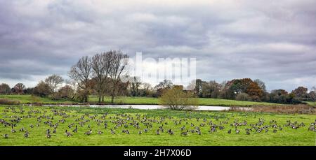 Beaucoup de pâturage d'oie dans un champ de ferme avec lac à Cheshire Royaume-Uni Banque D'Images