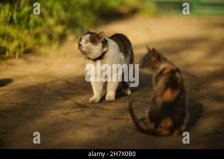 Portrait d'un chat gras drôle avec de grands yeux dans le jardin de printemps Banque D'Images