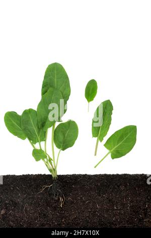 Plante d'épinards poussant dans la terre avec des feuilles lâches.Riche en antioxydants, vitamines, polyphénols, flavonoïdes et minéraux.Coupe transversale sur blanc. Banque D'Images