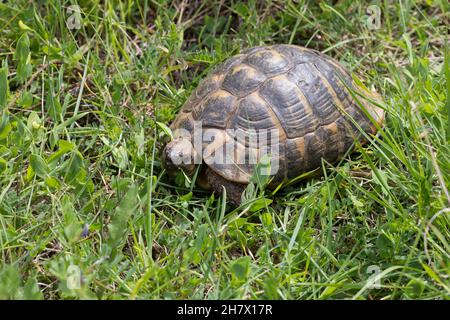 Griechische Landschildkröte, Landschildkröte, Schildkröte, Testudo hermanni, Testudo hermanni boettgeri,Tortue d'Hermann, tortue grecque, la Tortue Banque D'Images