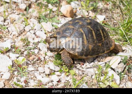 Griechische Landschildkröte, Landschildkröte, Schildkröte, Testudo hermanni, Testudo hermanni boettgeri,Tortue d'Hermann, tortue grecque, la Tortue Banque D'Images