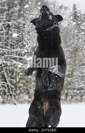 Sautant le berger allemand, en hiver et dans la neige Banque D'Images