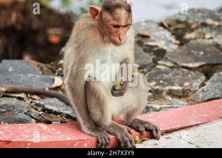 (macaca radiata) Un singe est assis sur le sol Banque D'Images