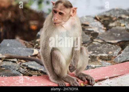 (macaca radiata) Un singe est assis sur le sol Banque D'Images