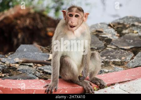 (macaca radiata) Un singe est assis sur le sol Banque D'Images