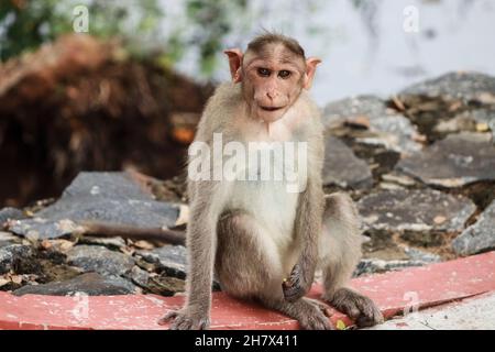 (macaca radiata) Un singe est assis sur le sol Banque D'Images