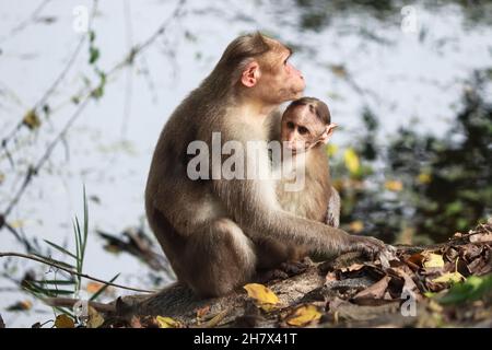 (macaca radiata) mère singe et bébé singe assis sur la rive de la rivière. Banque D'Images