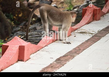 (macaca radiata) Un singe debout au sol Banque D'Images