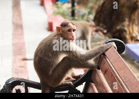 (macaca radiata) Un singe est assis magnifiquement sur un banc Banque D'Images