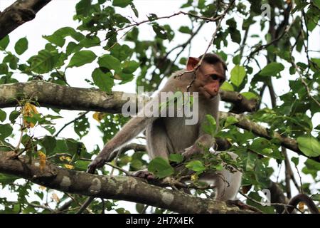 (macaca radiata) Un singe assis sur un arbre Banque D'Images