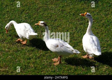 Une famille de canards blancs domestiques de Pékin marchent sur la pelouse verte au printemps, oiseau domestique. Banque D'Images