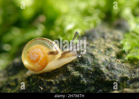 Escargot bagué (Cepaea sp.) jeunes rampant sur un rocher de mousse dans un jardin la nuit, Wiltshire, Royaume-Uni, octobre. Banque D'Images