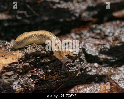 Taug de sol dusky (Arion owenii) rampant sur une vieille bûche dans un jardin la nuit, Wiltshire, Royaume-Uni, octobre. Banque D'Images