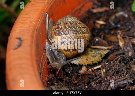 Millipede (Leptoiulus sp.) se nourrissant du mucus d'un escargot de jardin (Cornu aspersum) dans un pot de fleurs sur un patio de jardin la nuit, Wiltshire, Royaume-Uni, octobre. Banque D'Images