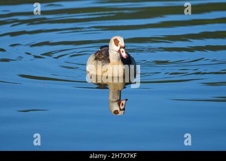 Egyptian goose Alopochen aegyptiacus, Banque D'Images
