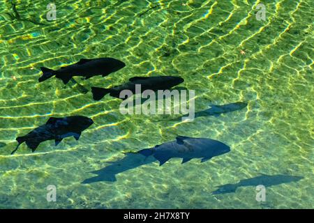 Poissons sspi noirs / tambaqui (Colossoma macropomum) au parc national Blue Spring près de Orange City, comté de Volusia, Floride, États-Unis / USA Banque D'Images