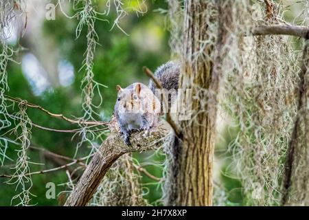 Écureuil gris de l'est / écureuil gris (Sciurus carolinensis) dans un arbre au parc national Blue Spring près de Orange City, Volusia, Floride, États-Unis / USA Banque D'Images