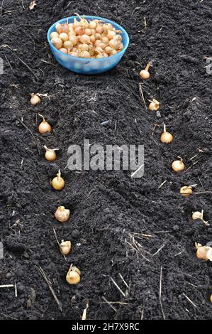 gros plan des graines d'oignon en cours de plantation dans le potager, composition verticale Banque D'Images