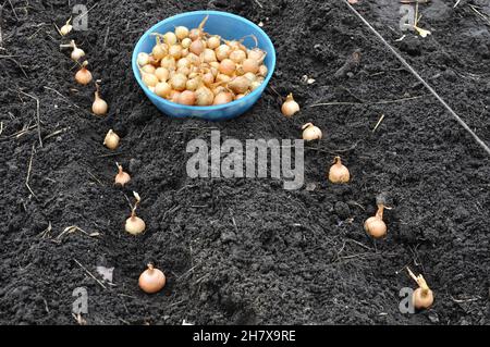 gros plan des graines d'oignon en cours de plantation dans le potager Banque D'Images