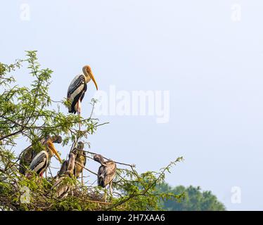 Famille de cigognes peintes et son jeune se reposant dans le nid