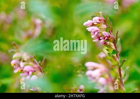 Bartsia rouge (odontites verna), gros plan se concentrant sur une seule plante à fleurs parmi beaucoup. Banque D'Images