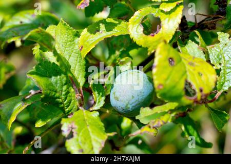 Sloe ou Blackthorn (prunus spinosa), gros plan montrant une seule baie bleuâtre ou une seule baie de sloe mûrissant sur la brousse sous le soleil de la fin de l'été. Banque D'Images