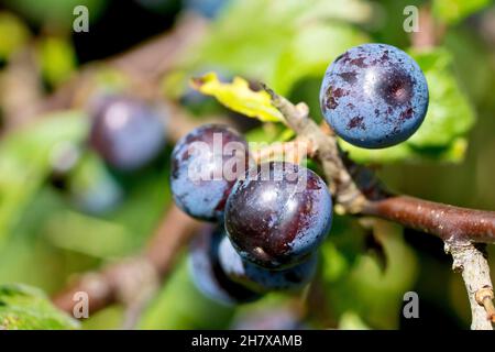 Sloe ou Blackthorn (prunus spinosa), gros plan montrant une grappe de baies bleutées ou de sloes qui mûrissent sur la brousse à la fin de l'été. Banque D'Images